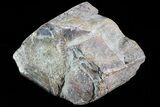 Polished Dinosaur Bone (Gembone) Section - Colorado #73042-2